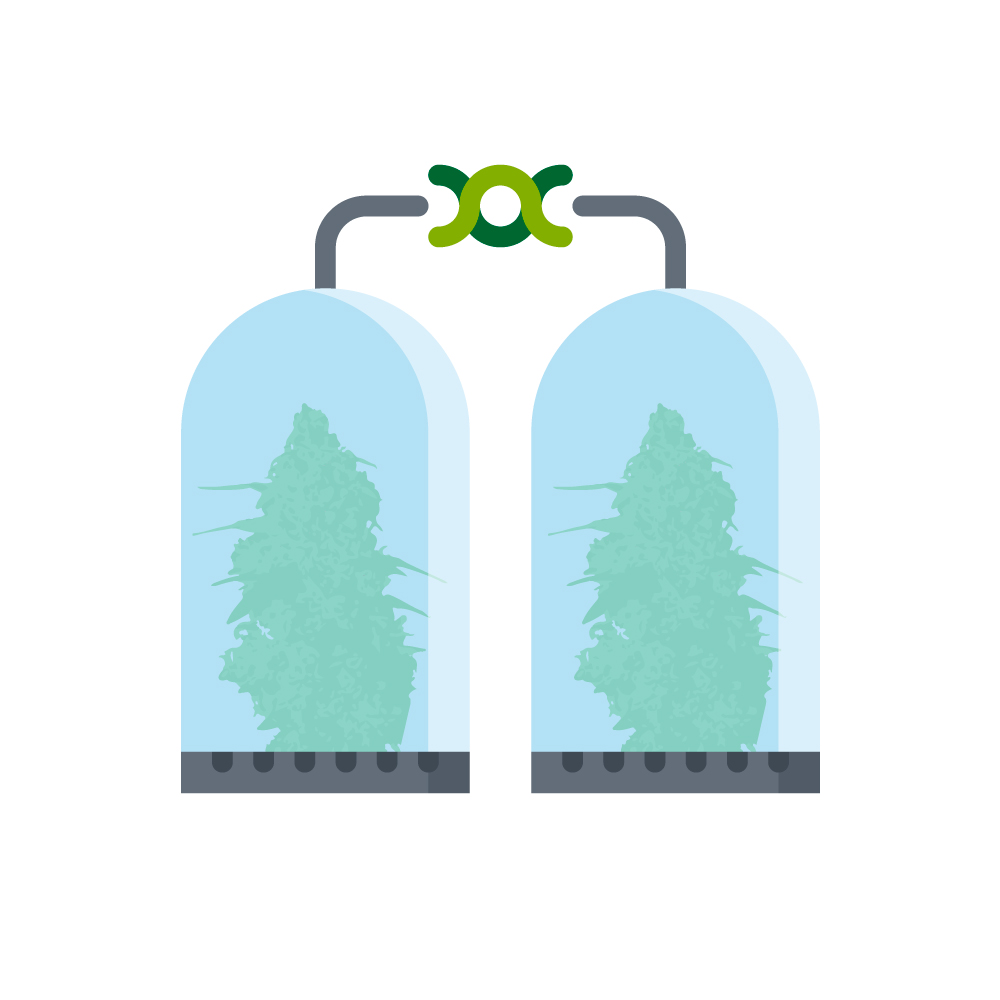 клонирование конопли