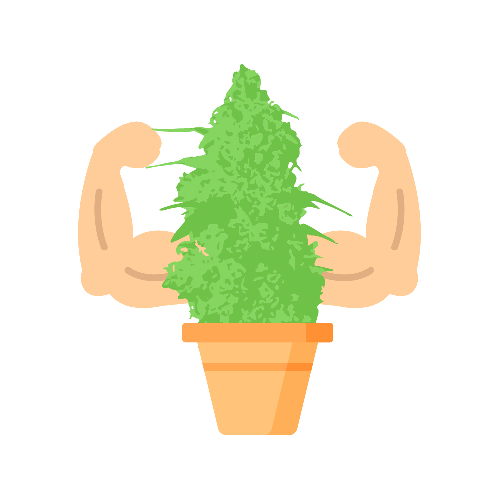 удобрения для конопли на вегитации