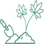 семена сортовой конопли