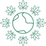 сорта конопли без запаха