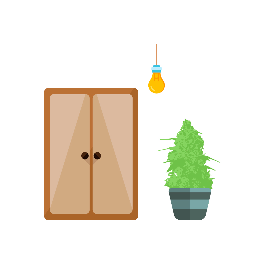 семена канабиса ак 47