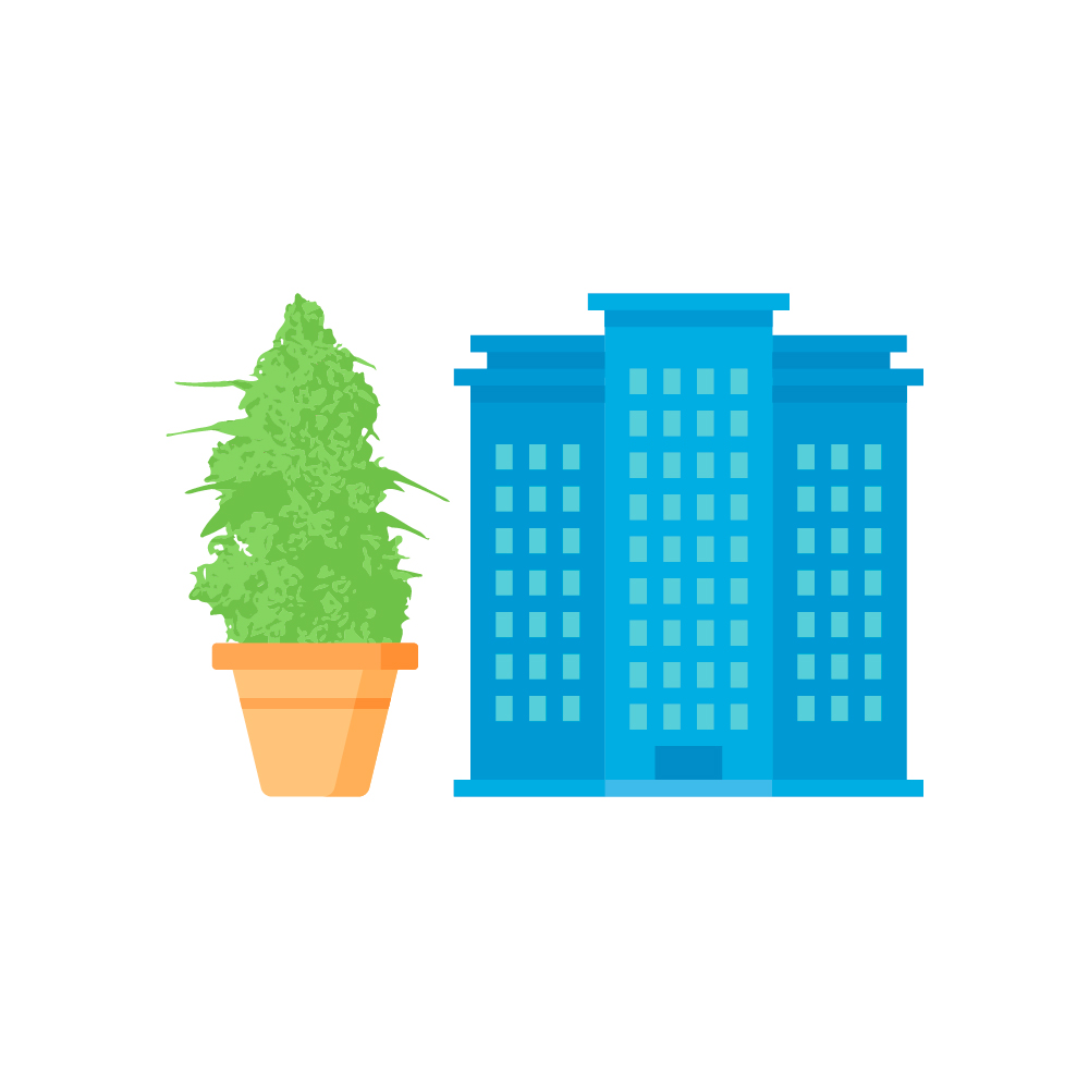 известные сорта марихуаны