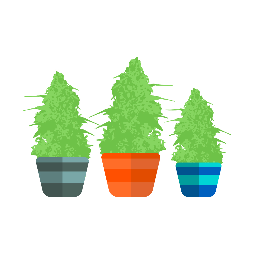 сколько кустов конопли можно выращивать по закону