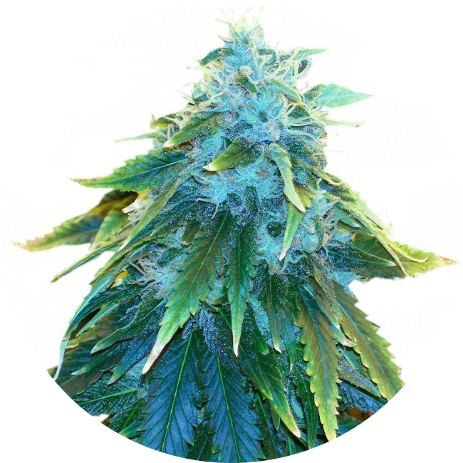 лампы для канопля