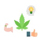 фиолетовые сорта конопли