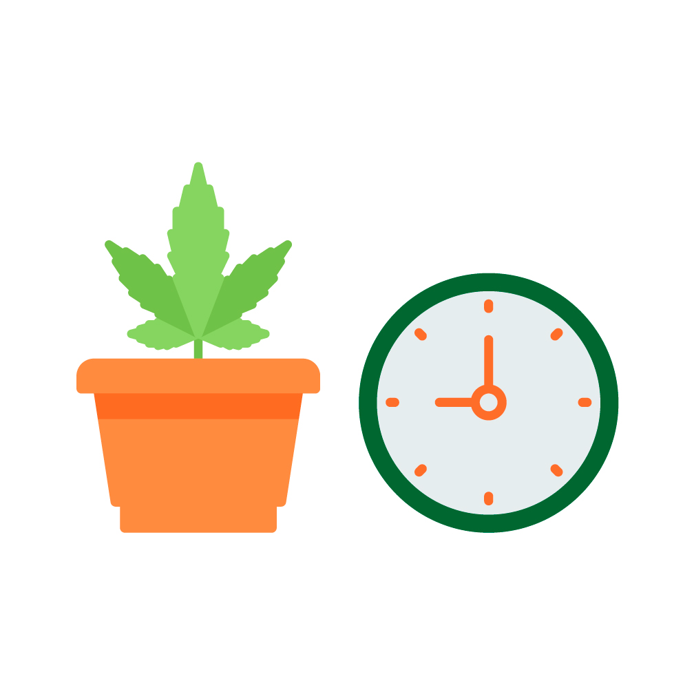 чем подкормить коноплю