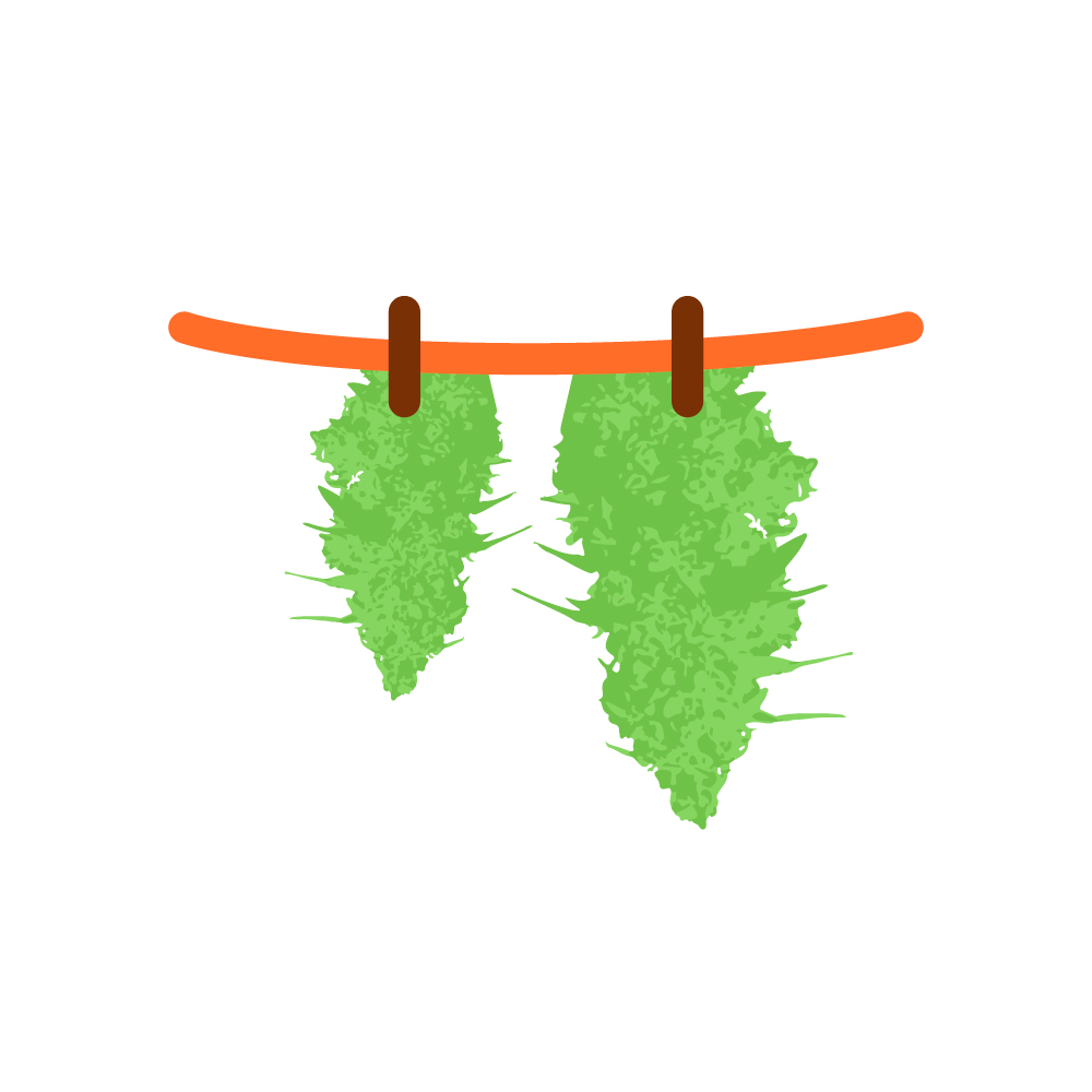 сушка канопли 