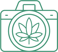 чем удобрять коноплю