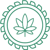 семена дикой конопли