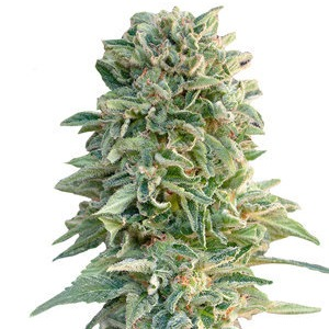 Купить семена марихуаны Jack Herer Auto Fem. Купить семена марихуаны Jack Herer Auto Fem.