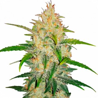 Купить семена марихуаны LSD Auto Fem.