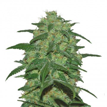 Купить семена марихуаны Super Mazar Auto Fem.