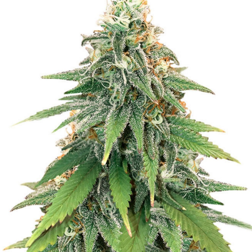 Купить семена марихуаны Godzilla Glue Fem.