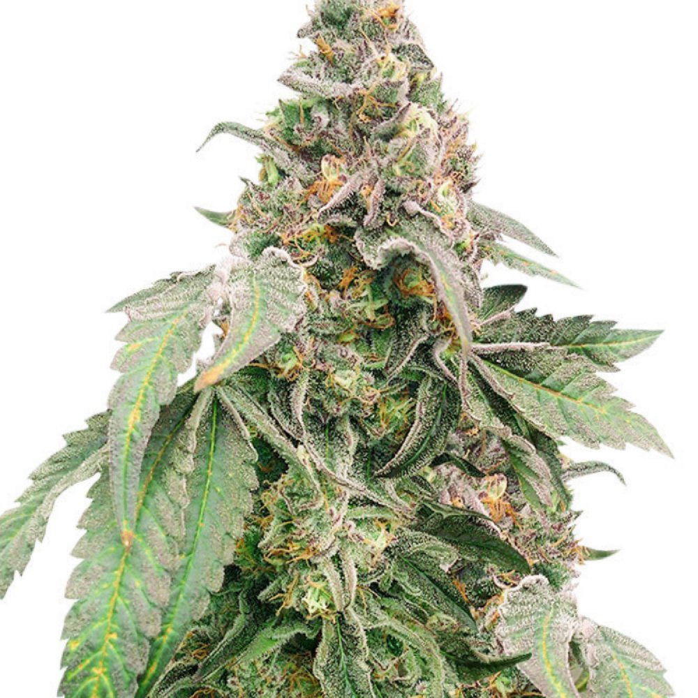 Купить семена марихуаны Mimosa Shot Fem. Купить семена марихуаны Mimosa Shot Fem.