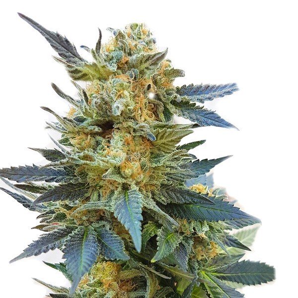 Купить семена марихуаны Glue Sherbert Fem. Купить семена марихуаны Glue Sherbert Fem.