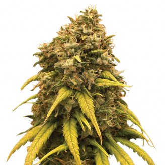 Купить семена марихуаны Jungle Lava Fem. Купить семена марихуаны Jungle Lava Fem.